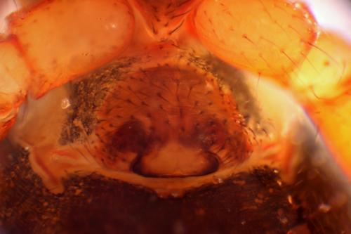 Walckenaeria sp.