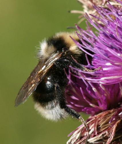 Bombus sp.