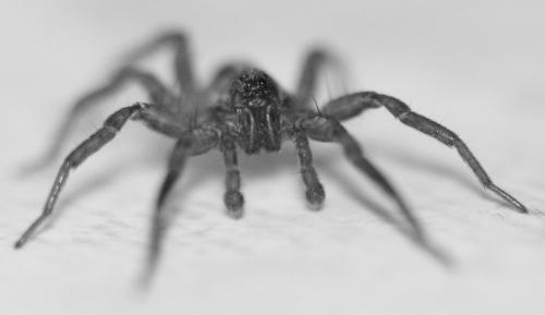 Trochosa sp.