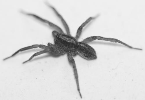 Réf. 55 250 : Trochosa sp.