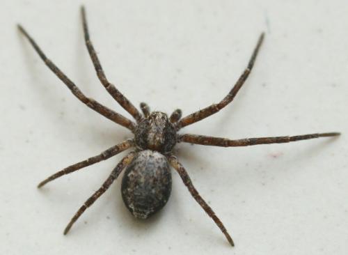 Philodromus sp.