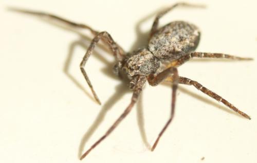 Philodromus sp.