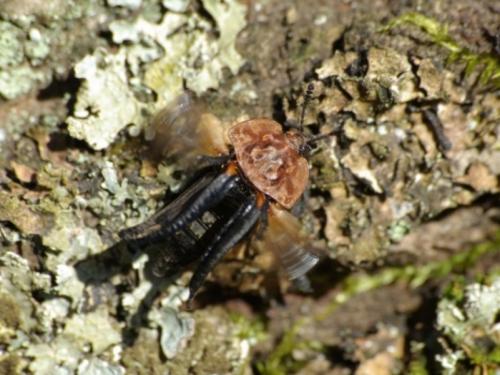 Oiceoptoma thoracicum