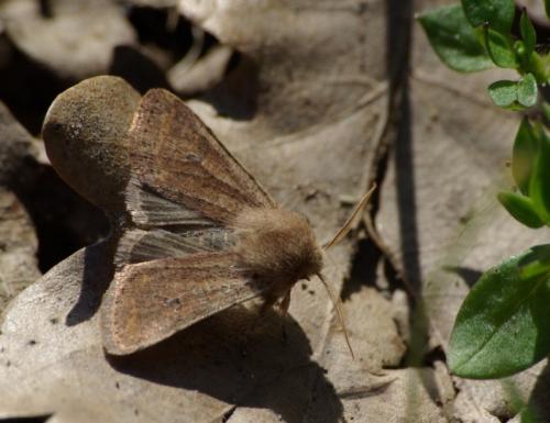 Réf. 55 446 : Orthosia cruda
