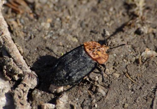 Réf. 55 345 : Oiceoptoma thoracicum