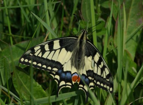 Papilio machaon