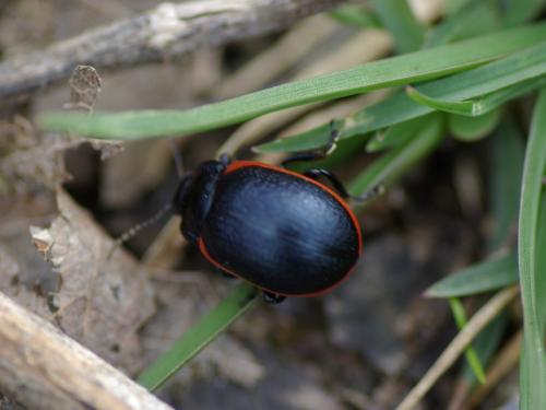 Réf. 55 354 : Chrysolina sanguinolenta