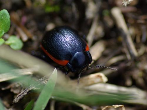 Réf. 55 353 : Chrysolina sanguinolenta