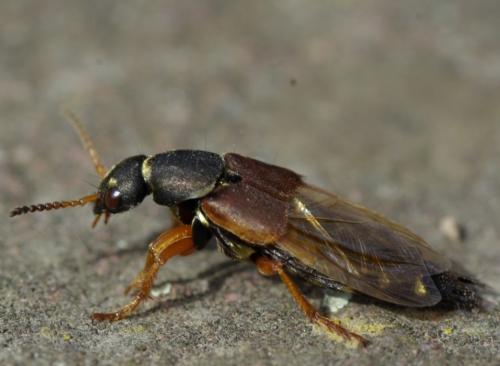 Réf. 55 804 : Staphylinus dimidiaticornis