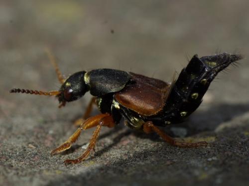 Réf. 55 805 : Staphylinus dimidiaticornis