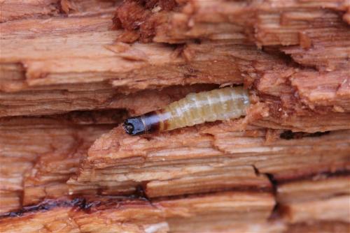 Lacon lepidopterus