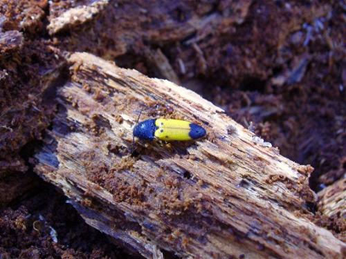 Ampedus quadrisignatus