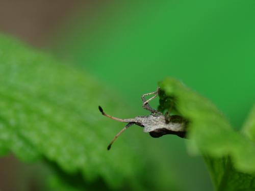 Enoplops scapha