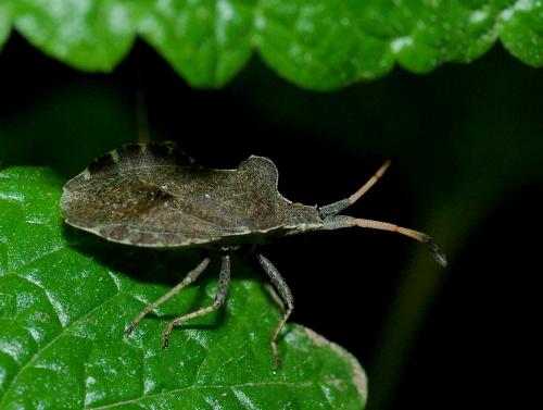 Enoplops scapha
