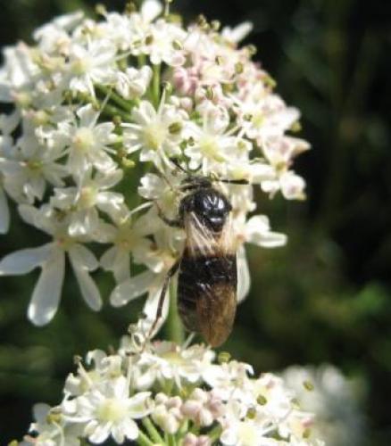 Abia fasciata