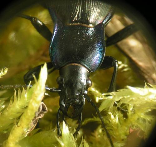 Réf. 55 498 : Carabus violaceus purpurascens