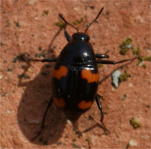 Réf. 55 928 : Scaphidium quadrimaculatum