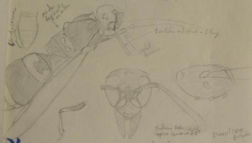 Ancistrocerus sp.