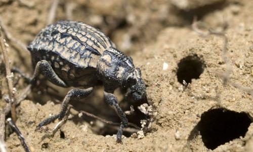 Brachycerus undatus