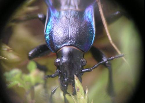 Carabus problematicus