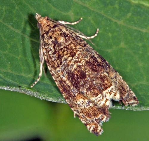 Celypha lacunana