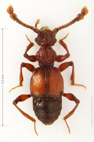 Batrisodes delaporti