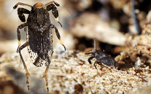 Asiraca clavicornis