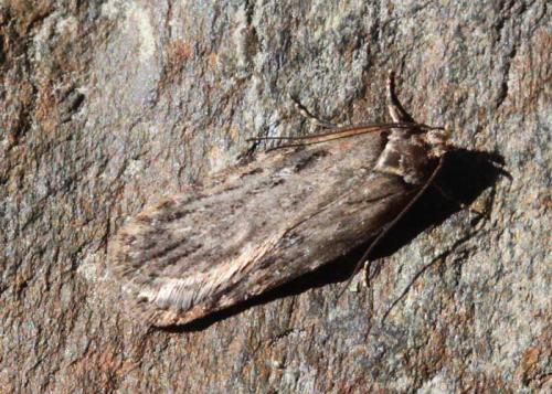 Depressaria chaerophylli