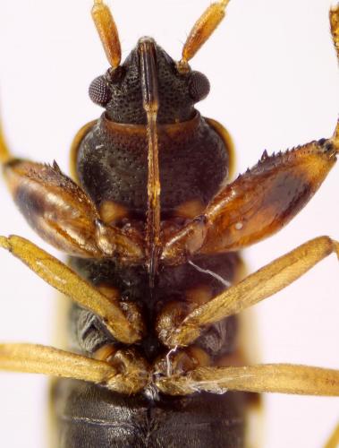 Réf. 55 398 : Scolopostethus affinis