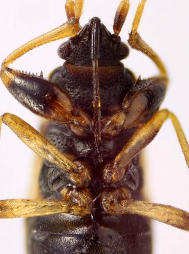 Scolopostethus sp.