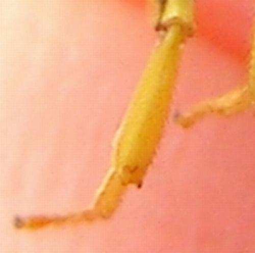 Réf. 55 318 : Nomada succincta