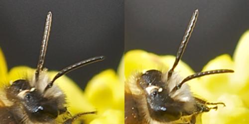 Andrena sp.