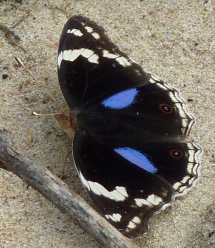 Junonia oenone