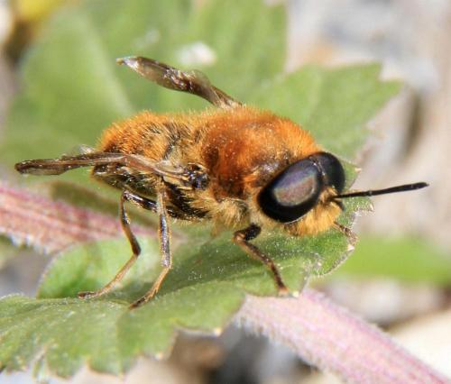 Stratiomys longicornis