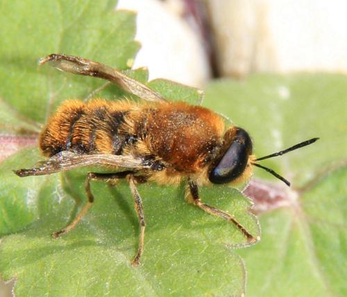 Stratiomys longicornis