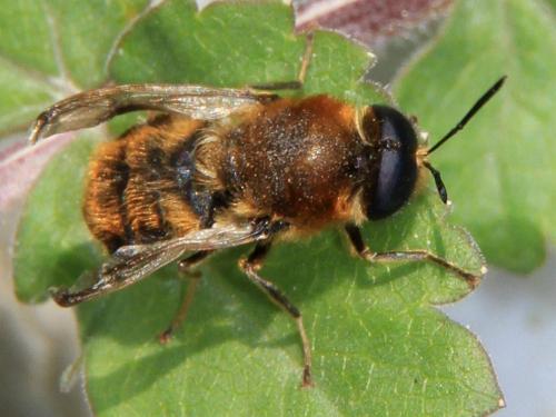 Réf. 55 866 : Stratiomys longicornis