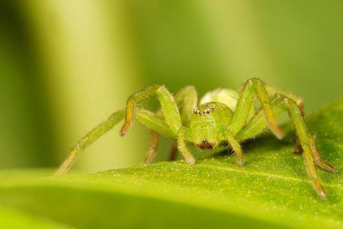 Micrommata ligurina