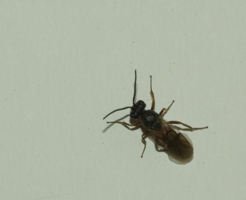Diplolepis rosae