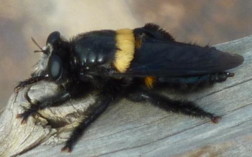 Hyperechia sp.