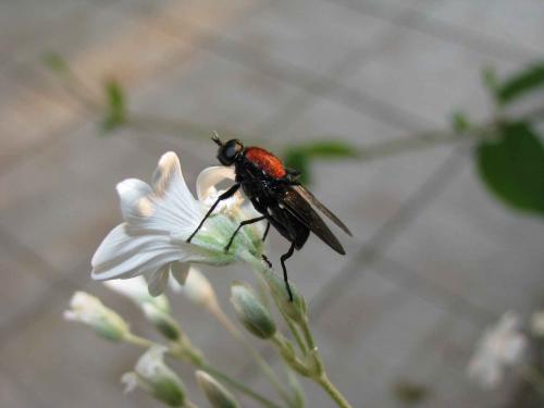 Clitellaria ephippium