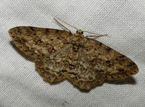 Ectropis crepuscularia