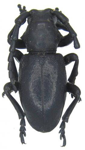 Herophila fairmairii