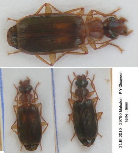 Réf. 55 548 : Dromius meridionalis