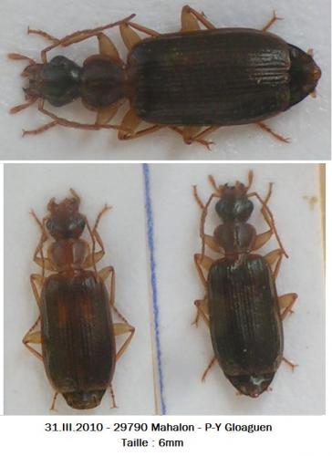 Réf. 55 550 : Dromius meridionalis