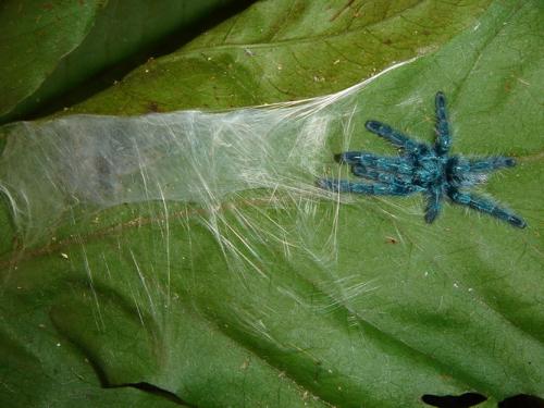 Réf. 55 422 : Avicularia versicolor