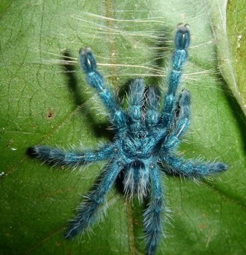 Avicularia versicolor