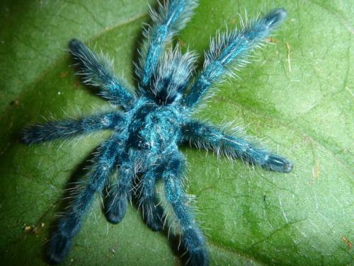 Avicularia versicolor