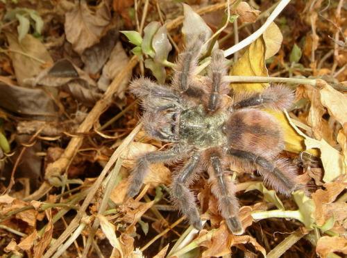 Avicularia versicolor