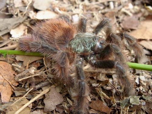Avicularia versicolor
