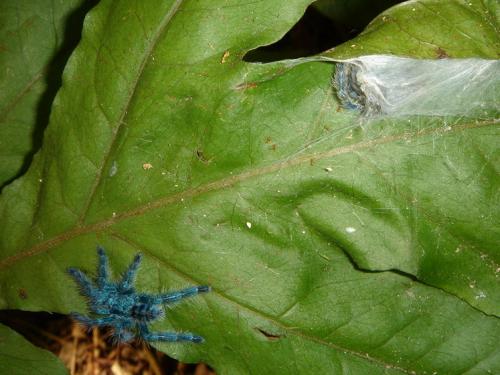 Avicularia versicolor